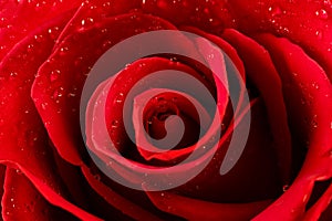 Red rose with water drops