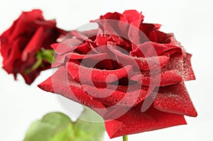 Red rose with water drops.