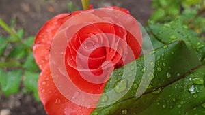 Red rose with water drops. Beautiful orange red rose and fresh green leaf with rain drops after rain. Single rose closeup. Beauty