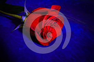 Red rose with water drops on blue background