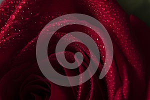 Red rose, water drops