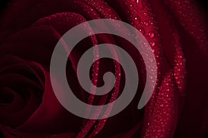 Red rose, water drops