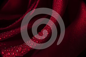 Red rose, water drops