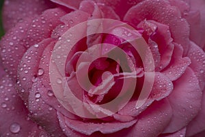 red rose with water drops,