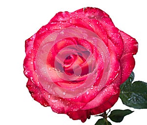 Red rose with water drops isolated