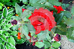 A red rose with water drops on its petals