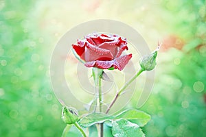 Red rose with water drops in my garden