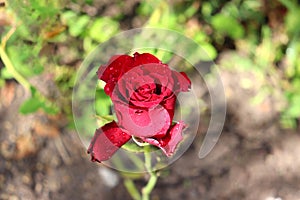 red rose with water drops on the petals