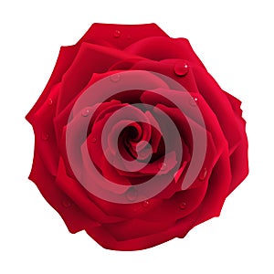 Red Rose with Water Drops