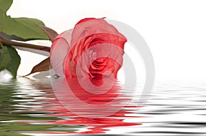 Red rose water reflection white