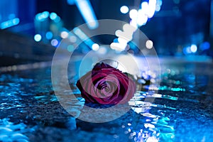 Red rose in the water with reflections, at night on the street, blue background, citylights, waterdrops