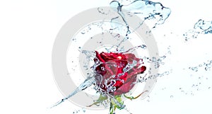 Red rose with water splash and drops on a white background. Selected focus, narrow depth of field