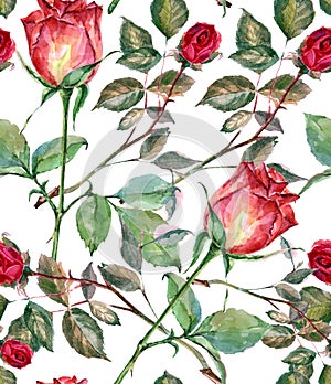 Červená růže akvarel vzor bezešvý 