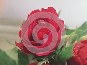 Red rose with the waterdrop