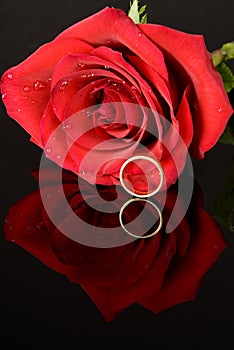 Red Rose and Wedding Ring