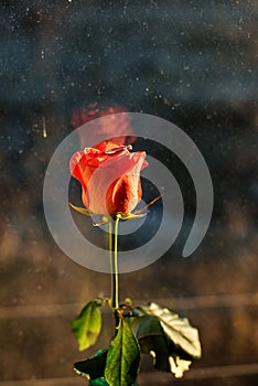 Red rose with wedding ring
