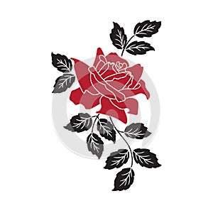 Red rose on white
