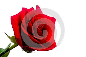 Red rose with white background