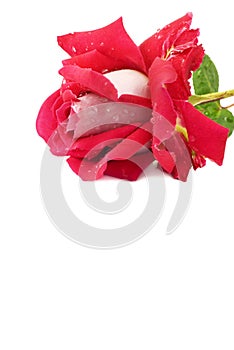 Red Rose White Background