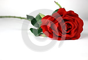 Red Rose with White Background