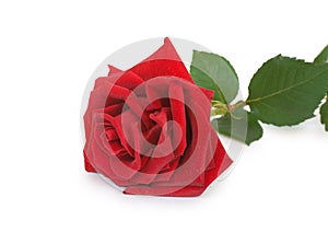 Red rose on white background