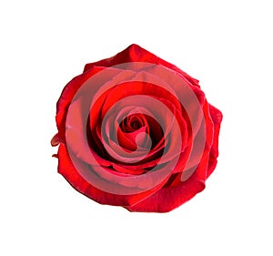 Red rose on a white background