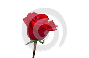 red rose on a white background