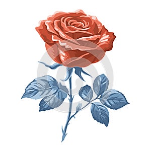 Red rose on a white background