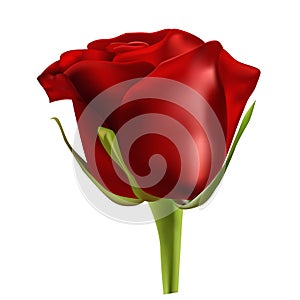 Red rose