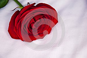 Red rose on a white background