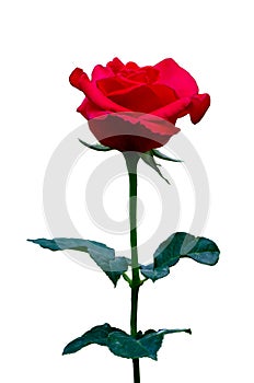 Red rose white background, isolate