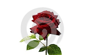 Red rose on a white background3