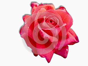 Red rose  on white background with shadow