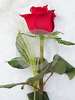 Red rose on white background, upright