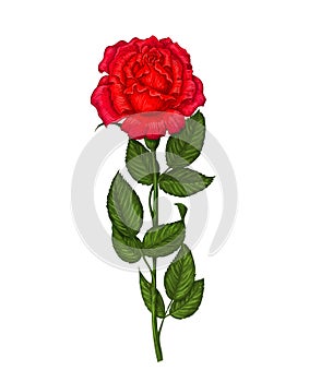 Red rose on a white background. Vector illustration