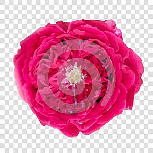 Red rose on white background. Vector illustration.