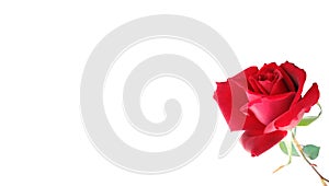 Red rose with white background wallpaper,