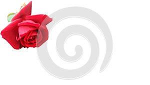 Red rose with white background wallpaper,