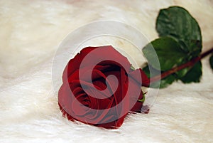 red rose on white fur