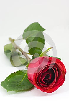Red rose on white with text space