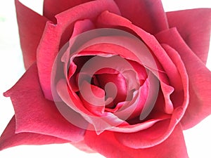 Red rose with white textured background wallpaper