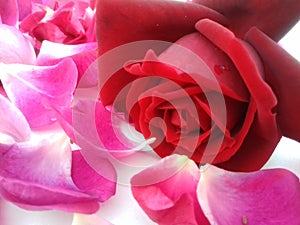 Red rose with white textured background wallpaper