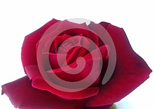 Red rose with white textured background wallpaper