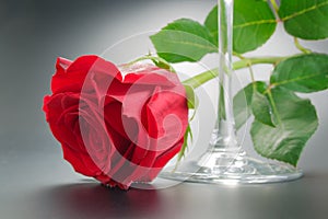 Red rose and wineglass