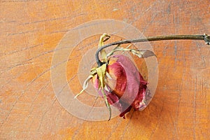 Red rose wither on wooden background