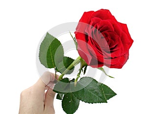 Red rose on woman's hand