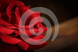 Red rose on a wooden brown background in vintage style