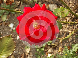 Red Rose with yelllow stamen