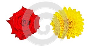 red rose and Yellow chrysanthemum flower isolated on white background, clipping path