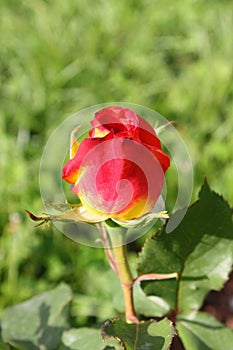Red rose with yellow nuances photo